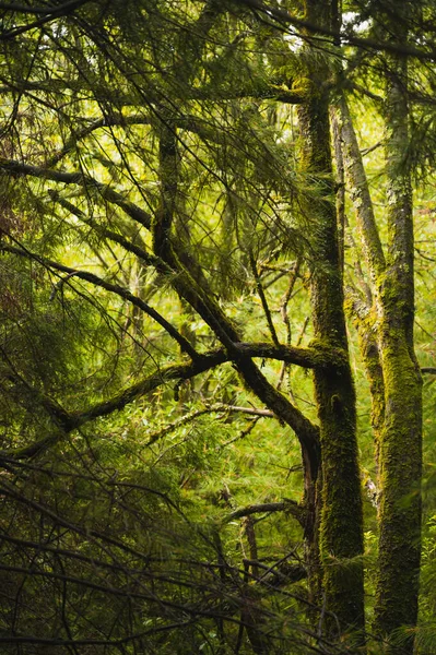 Stromy Mechem Uprostřed Lesa Mlha Vytváří Mysticismus Paprsky Světla Vstupují — Stock fotografie
