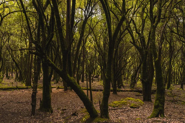 Stromy Mechem Uprostřed Lesa Mlha Vytváří Mysticismus Paprsky Světla Vstupují — Stock fotografie