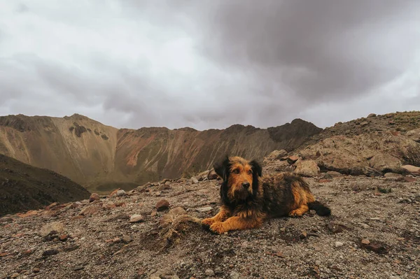 Small Dog Rests Edge Nevado Toluca Crater Him Beautiful Landscape Stock Image