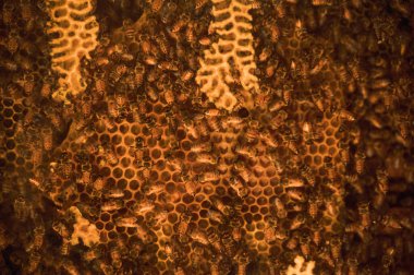 Bal peteği dolusu küçük bal arısı hücreler arasında yürüyor.