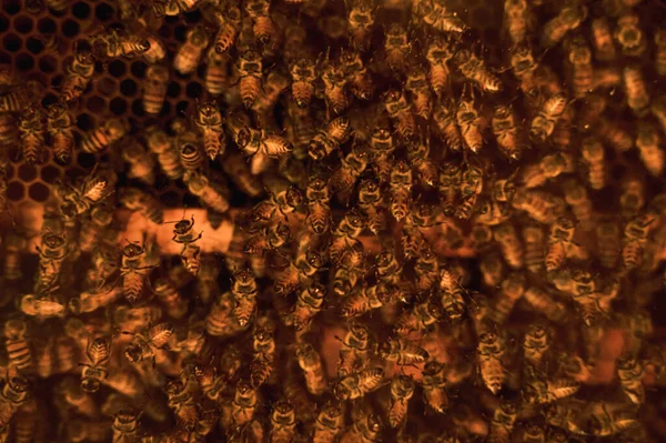 蜂窝里塞满了蜜蜂在细胞间穿梭 — 图库照片