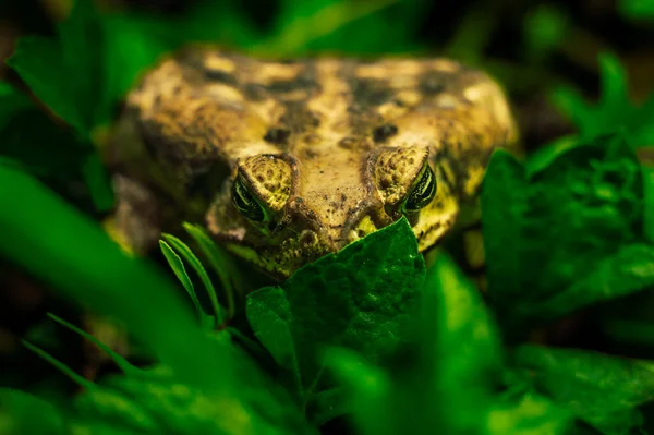 Yabani Otların Arasında Kocaman Bir Meksika Kurbağası — Stok fotoğraf