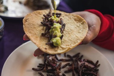 Chinicuiles, Böcekler, tipik Meksika yemekleri, sos ve tortilla ile birlikte taco olarak kullanılabilir.