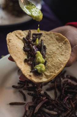 Chinicuiles, Böcekler, tipik Meksika yemekleri, sos ve tortilla ile birlikte taco olarak kullanılabilir.