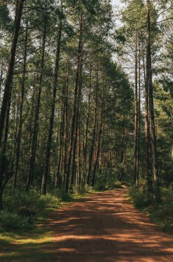 Yeşil ve okemsi renklerle çevrili, çok uzun çam ağaçlarının içindeki patikada güneş ışığı dalların arasına girer..