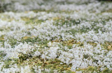 Meksika 'da Kasım ayında kutlanan Ölü Sunak Günü' nü süslemek için yere konulan bulut çiçekleri.