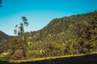 Yaprakların, ağaçların, dalların ve çiçeklerin ayrıntıları.