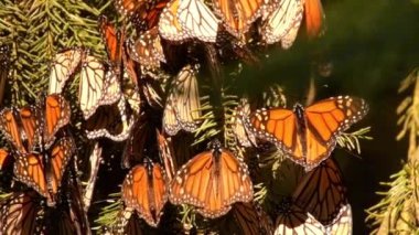Meksika 'nın Michoacan eyaletindeki kozalaklı bir ormanda bir çam ağacının dallarında kanat çırpan bir kral kelebeği kümesinin (Danaus pleksippus) videosu..