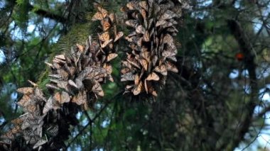 Meksika 'nın Michoacan eyaletindeki kozalaklı bir ormanda bir çam ağacının dallarında kanat çırpan bir kral kelebeği kümesinin (Danaus pleksippus) videosu..