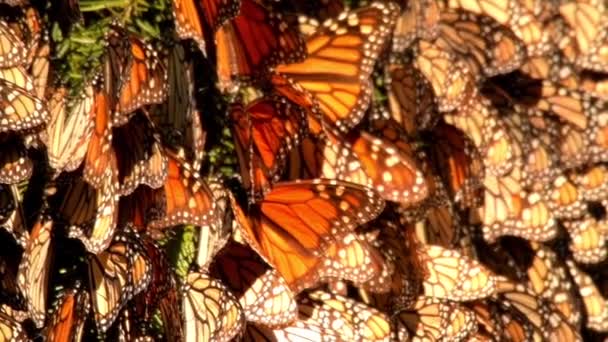 Slow Motion 120 Fps Vídeo Cluster Monarch Butterflies Danaus Plexippus — Vídeo de Stock