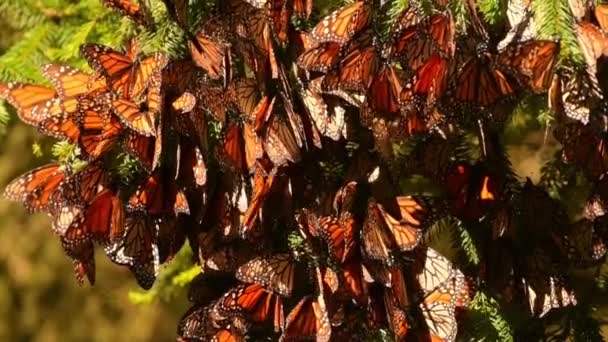 墨西哥米却肯州的一个针叶林里 一群王蝶在松树树枝上摇曳摇曳 拍下了慢动作120 Fps的视频 — 图库视频影像