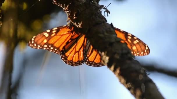 墨西哥米却肯市的一个针叶林里 一只帝王蝶 Danaus Plexippus 在一棵松树上飞舞 慢镜头120 Fps — 图库视频影像