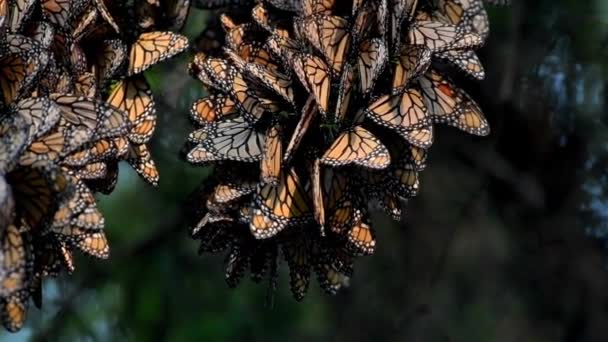 Långsam Rörelse 120 Fps Video Ett Kluster Monark Fjärilar Danaus — Stockvideo