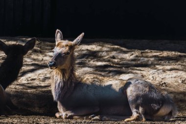 Dişi kırmızı geyik (Cervus elaphus) sabahın köründe gölgede yatar..