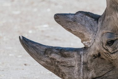 Beyaz gergedanın kafasının ayrıntıları (Ceratotherium simum).