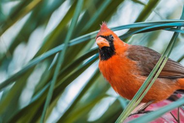 Kuzey Kardinali (Cardinalis Cardinalis) yiyecek arıyor.