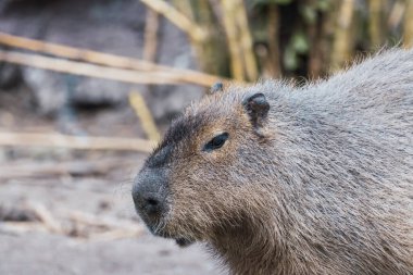 Güney Amerika Capybara (Hydrochoerus hydrochaeris) güneşlenme.