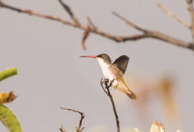 Dişi Violet taçlı Hummingbird (Ramosomyia violiceps) ormanın ortasında bir dala tünedi. Tonatico, Meksika Eyaleti.