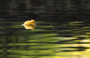 Küçük bebek ördek yavrusu ağaçlardan gelen güneşin yansımalarıyla gölün sularında yüzüyor..