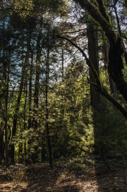 Akşamları ağaçların dallarından içeri güneş ışığı giriyor..