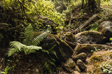 Orman nehrinde eğrelti otları