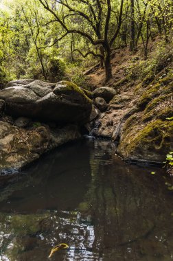 Taşları, ağaçları ve bitkileri olan küçük bir nehir..
