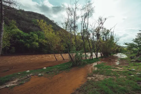 stock image Overflowing river flooding trees and vegetation, with brown water due to mud and sediment carried by the current.