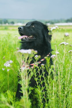 Kırsaldaki mısır tarlalarının yanında poz veren güzel, siyah av köpeği yan tarafa bakarken gülümsüyor gibi görünüyor..