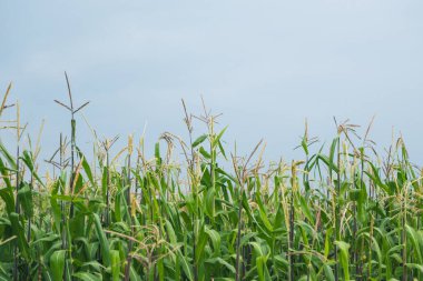 Arkaplanda bulutlu bir gökyüzü ile hasat edilmeye hazır bir mısır tarlasının ayrıntıları.
