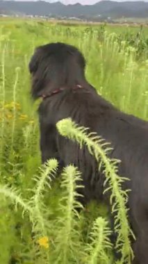 Kırsaldaki mısır tarlalarının yanında poz veren güzel bir Golden Retriever köpeğinin 4k görüntüsü. Yan tarafa bakarken gülümsüyor gibi görünüyor..