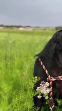 Kırsaldaki mısır tarlalarının yanında poz veren güzel bir Golden Retriever köpeğinin 4k görüntüsü. Yan tarafa bakarken gülümsüyor gibi görünüyor..