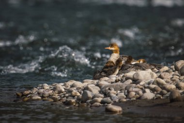 Merganser ducks (mergus merganser) resting on a rock island at dusk in the middle of the Sanake River, Wyoming, USA. clipart