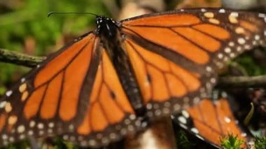 Kral kelebekleri (Danaus plexippus) çalıların arasında çırpınır ve Meksika 'nın Michoacan eyaletinde bir ormanda yudumlarlar..