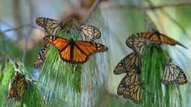 Meksika 'nın Michoacan eyaletindeki kozalaklı bir ormanda bir çam ağacının dallarında sallanan ve çırpınan bir kral kelebeği kümesinin (Danaus plexippus) 4k yatay videosu.