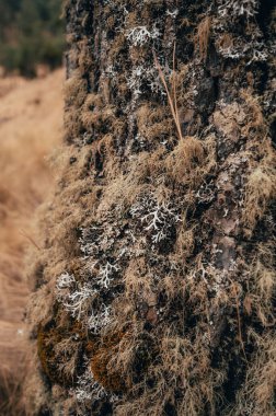 Ormanın ortasında bir ağaç kabuğu. Kışın kurumuş bitki örtüsü ve koyu renklerde bir geçmişi var.