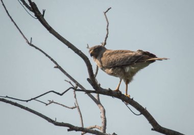 Broad-winged Hawk (Buteo platypterus) perched on a tree branch looking for its next prey clipart