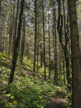 Meksika 'nın kozalaklı ormanlarında ağaçlar, sarmaşıklar, çalılar ve daha fazlası..