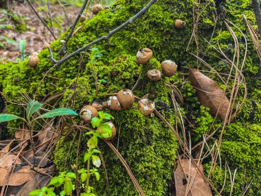 Ormanın ortasında yosunlu çürümüş bir sandıktaki mantarlar..