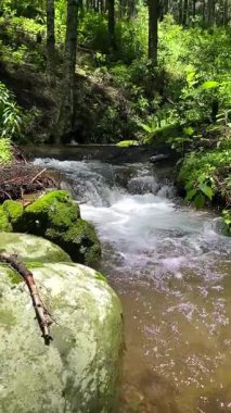 120fps 'te yavaş çekim dikey video eğrelti otları, ağaçlar ve farklı bitkilerle dolu bir ormanın ortasındaki bir derenin 1080p' sinde.