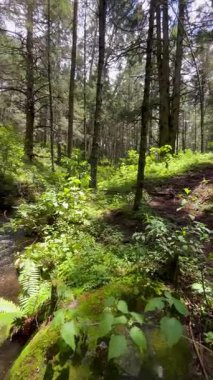 Eğreltiotları, ağaçları ve farklı bitkileri olan bir ormanın ortasındaki bir derenin dikey 4k 'lik bir videosunu gösteriyorlar..