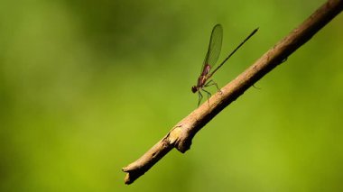 Uçan ve bir ağaç dalına konan küçük kırmızı bir yusufçuğun tam HD 1080 p videosu.