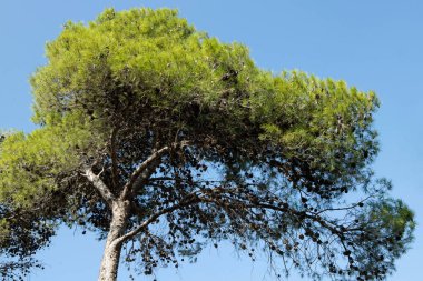 Güzel, uzun, yeşil bir ağaç, uzun bir çam ağacı, güzel bir taç, arkasında mavi bir gökyüzü. Doğa, çevre, bitkiler, büyüme, canlılık kavramı. Hiç kimse. Boşluğu kopyala.
