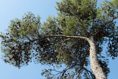 Güzel, uzun, yeşil bir ağaç, uzun bir çam ağacı, güzel bir taç, arkasında mavi bir gökyüzü. Doğa, çevre, bitkiler, büyüme, canlılık kavramı. Hiç kimse. Boşluğu kopyala.