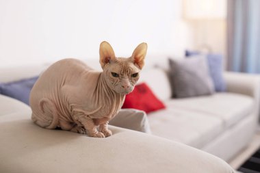 Beautiful hairless Sphinx cat sitting on a sofa. A stately thoroughbred hairless cat is alone in the house. Skin concept, unusual cat. 