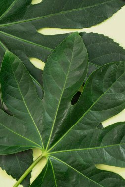 Tropikal bitkilerin yeşil yaprakları, çiçek süslemeleri. Doğal arka plan. Büyük yapraklı. Çiçekçilik, ekoloji, çevre, bitki örtüsü, doğa. Üst Manzara. Kimse..