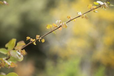 Çiçek açan dallar, baharda açan bitkiler. Arka planda güzel bulanık orman. Doğanın uyanışı, yaşam, ekoloji, büyüme, bahar kartpostalı, yumuşak renkler. Hiç kimse. Model.