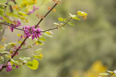Çiçek açan dallar, baharda açan bitkiler. Arka planda güzel bulanık orman. Doğanın uyanışı, yaşam, ekoloji, büyüme, bahar kartpostalı, yumuşak renkler. Hiç kimse. Model.