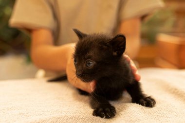 Neşeli çocuk dışarıda küçük siyah bir kedi yavrusuyla oynuyor. Evcil hayvanlar, arkadaşlar, şefkat, kedi bakımı, hijyen, el temizliği, solucanlar. Gün ışığı.
