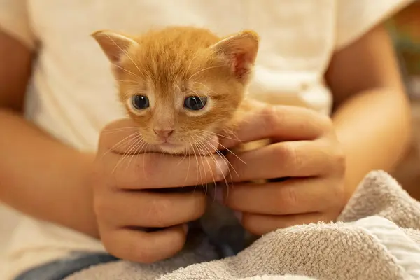 Kırmızı kediciği olan tatlı bir kız. Kafkas çocuğu, 7 yaşında, sarışın, uzun saçlı. Çocuğun kollarında kızıl kedi. Arkadaşlık kavramı, aşk, hayvan koruması, kedi bakımı.. 