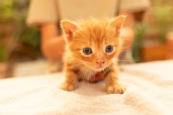 Cute kid with red kitten. Caucasian child 7 years old, blond long hair. Ginger cat in the arms of child. Concept of friendship, love, animal protection, taking care of kitten.